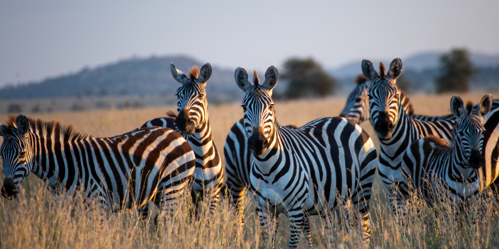 ESL lesson on vocabulary and concepts related to zebras and wildlife.